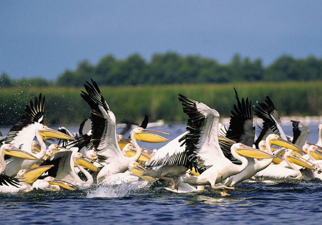 Pelicanii din Delta Dunarii